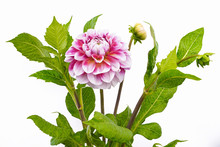 Dahlia Of Pink And White Colors With Buds On White Background