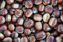 Autumn Chestnuts Detail