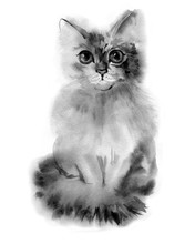 Watercolour Gray Fluffy Cat Portrait. Hand Drawn Illustration