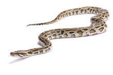 Burmese Python,Python Bivittatus,