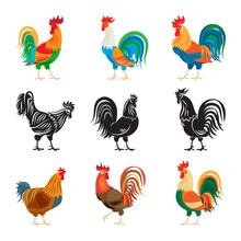 Roosters And Rooster Silhouettes Isolated On White Background. Chickens Farm Cockerel Set Vector Illustration
