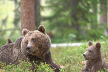 Wall Mural - Mother bear and bear cub watching surroundings
