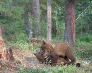 Wall Mural - Brown bear cubs playing in the forest