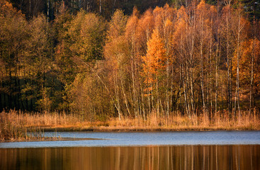 Wall Mural - Lake in autumn forest