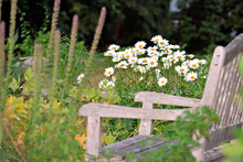 Inviting Grey Wooden Bench In The Garden With Shasta Daisies In The Background