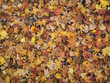 Multi-Colored Bed of Autumn Leaves