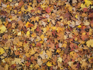 multi-colored bed of autumn leaves