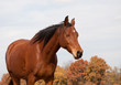 © pimmimemom - Red bay horse taking a nap in fall pasture