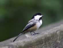 Beautiful Isolated Picture With A Black-capped Chickadee Bird