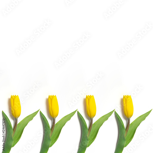 yellow tulips on a white