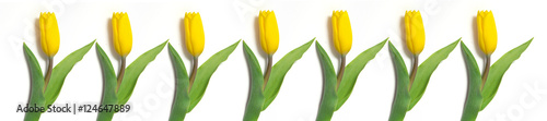 panorama yellow tulips on a white