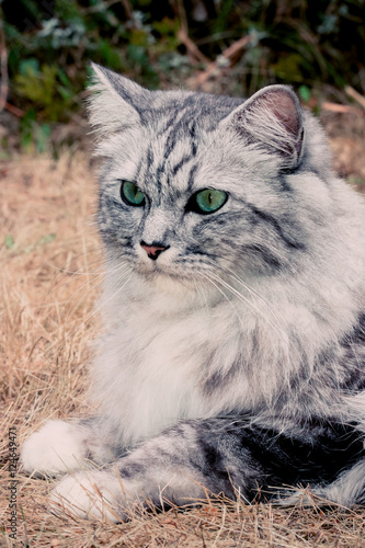 Le Chat Gris A Poils Longs Buy This Stock Photo And Explore Similar Images At Adobe Stock Adobe Stock