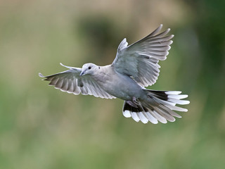 Poster - Eurasian collared dove (Streptopelia decaocto)