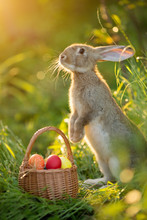 Easter Bunny With A Basket Of Eggs. Happy Easter Bunny On A Card