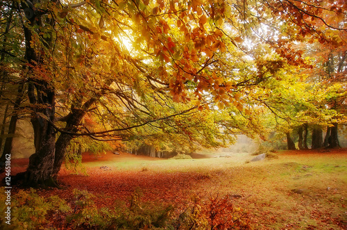 Foto-Lamellenvorhang - autumn landscape. colorful trees in deep forest (von ver0nicka)