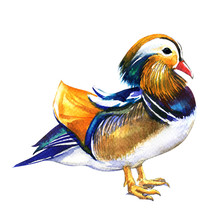 Mandarin Duck Male, Aix Galericulata, Isolated, Watercolor Illustration On White