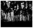 © yik2007 - Woodland eco banner. Classic black and white tones. Can be used as poster, badge, wallpaper, backdrop, background.