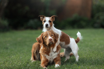 Wall Mural - Dog Jack Russell Terrier and dog Nova Scotia Duck Tolling Retriever and hugging each other