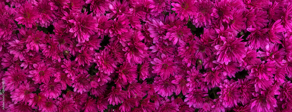 Magenta Blüten von Chrysanthemen  - obrazy, fototapety, plakaty 