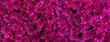 canvas print picture - Magenta Blüten von Chrysanthemen 