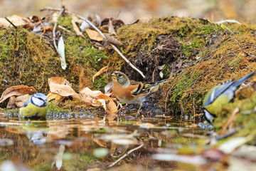 Two different types of birds in the autumn watering