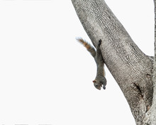 Squirrel Eating A Nut While Hanging Upside Down On A Tree.