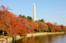 Fall Foliage On The Cherry Trees At The Tidal Basin, With The Washington Monument In The Background