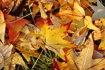 Wall Mural - Ground covered with colorful red, orange and yellow leaves of maple trees during foliage season on the East Coast