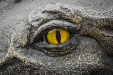 Yellow Eyes Of Crocodiles.