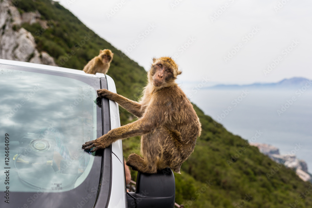 The Barbary macaque population in Gibraltar is the only wild monkey population in the European continent. Some three hundred animals in five troops occupy the area of the Upper Rock of Gibraltar.