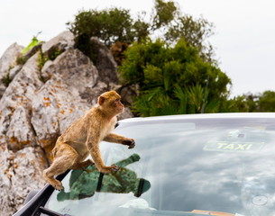 The Barbary macaque population in Gibraltar is the only wild monkey population in the European continent. Some three hundred animals in five troops occupy the area of the Upper Rock of Gibraltar.