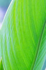 Wall Mural - leaf background
