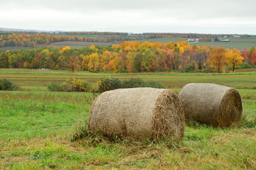 Wall Mural - Hay bales and Fall Foliage on the farms and hills of upstate New York 