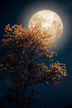 Beautiful Tree Yellow Flower Blossom With Milky Way Star In Night Skies Full Moon - Retro Fantasy Style Artwork With Vintage Color Tone.