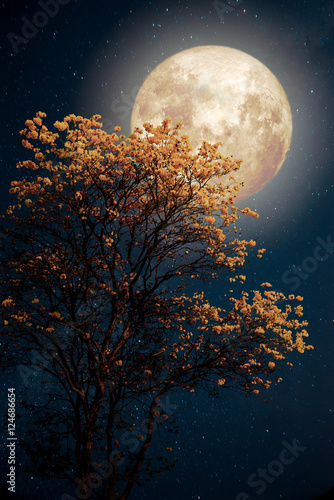 Zdjęcie XXL Piękny drzewny żółty kwiatu okwitnięcie z milky sposobu gwiazdą w nocy nieb księżyc w pełni - Retro fantazi stylu grafika z rocznika koloru brzmieniem.