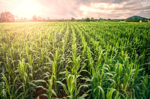 Fotografía cornfield ,lens flare effect
