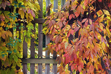 Wooden Gate Covered By Autumnal Leaves