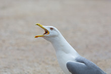 Seagull Calling