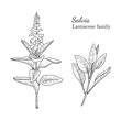 Ink salvia herbal illustration. Hand drawn botanical sketch style. Absolutely vector. Good for using in packaging - tea, condinent, oil etc - and other applications