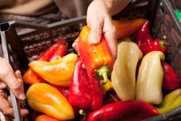 Wall Mural - woman holding box full of peppers