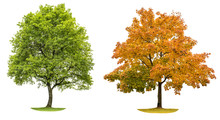 Spring And Autumn Tree Isolated On White Background