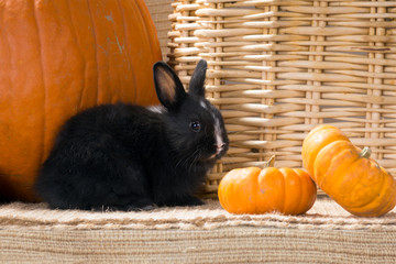 Wall Mural - Black and white baby Dwarf Dutch rabbit month next to orange pum