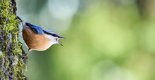 Nuthatch Perched On A Trunk