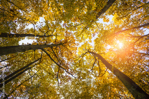 Foto-Schiebegardine mit Schienensystem - Autumn landscape with trees in the forest. Look up in the forest (von Dagmara_K)