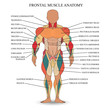 Anatomy of human muscles in the front, a template for medical tutorial, banner. Vector illustration.