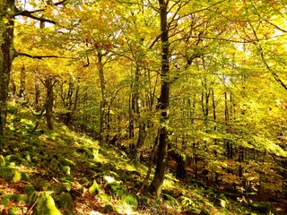 Wall Mural - Yellow colorful leaves on deciduous trees in deciduous forest in wild nature during autumn