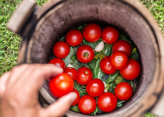 Pickled tomatoes with herbs in the wooden cask.