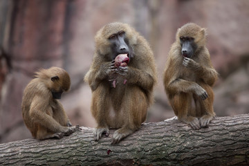 guinea baboon (papio papio).