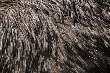 Poster - Emu (Dromaius novaehollandiae). Plumage texture.