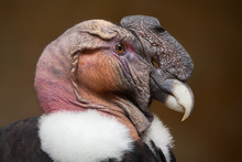 Andean Condor (Vultur Gryphus).